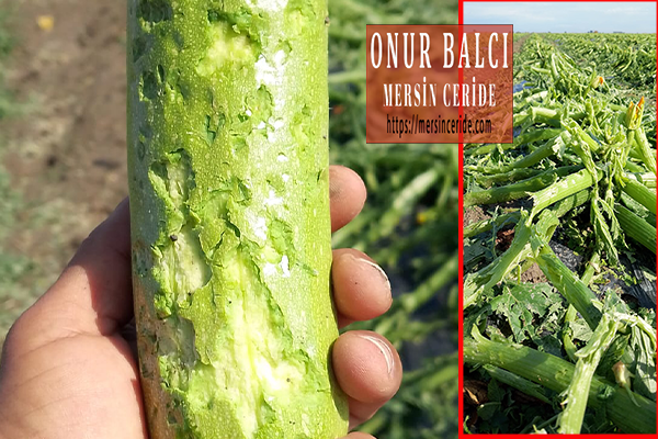 Tarsus'ta Çiftçinin Zararı Karşılanacak mı?