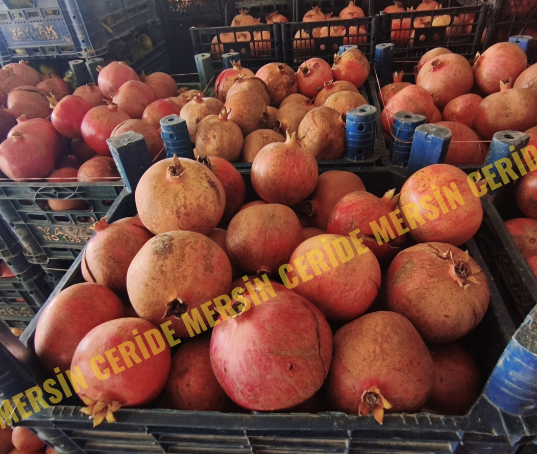 Tarsus’ta Nar Sezonu Başladı: Kilosu 15-20 TL’den Satılıyor